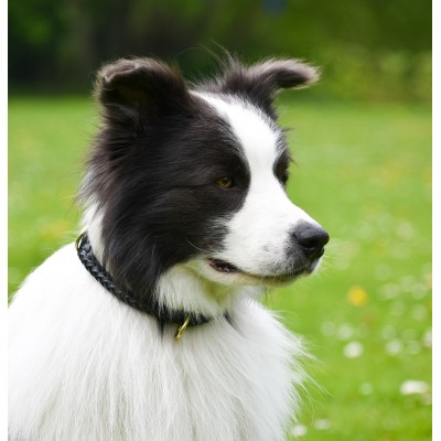 Maxiflet Hundehalsband Schwarz, dänisches Design