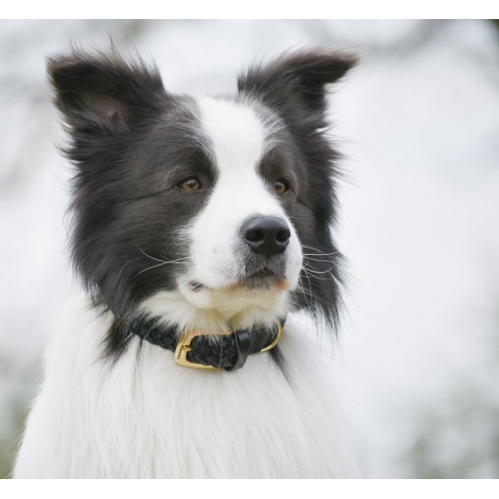 MAXIFLET hundehalsbånd, sort