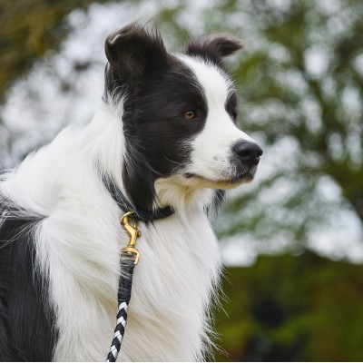 Maxiflet, black/silver dog leash