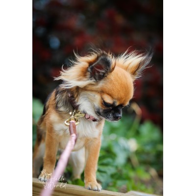 Miniflet, pink dog leash