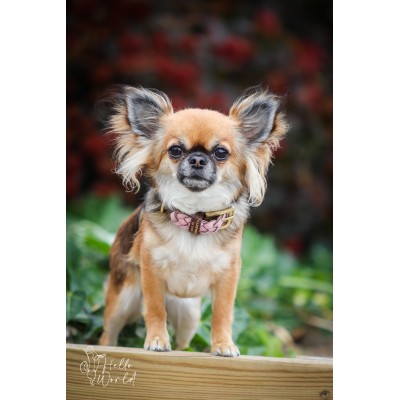 Miniflet Hundehalsband Rosa, dänisches Design