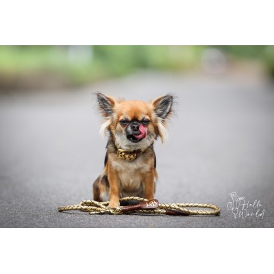 MINIFLET hundehalsbånd, guld