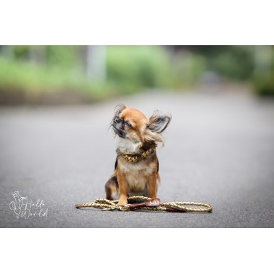 MINIFLET hundehalsbånd, guld