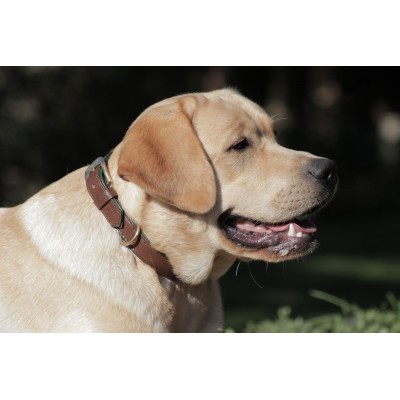 Citywalk dog collar cognac/darkgreen, danish design