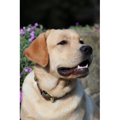 Citywalk dog collar cognac/darkgreen, danish design