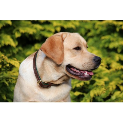 Citywalk dog collar cognac/darkgreen, danish design