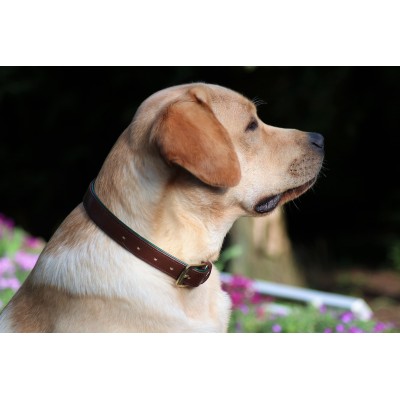 Citywalk dog collar cognac/darkgreen, danish design