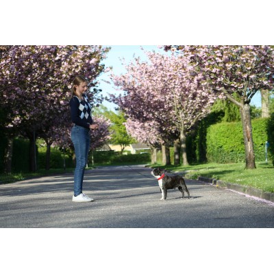 'SMILE AT ME' hundehalsbånd, rød/lyseblå