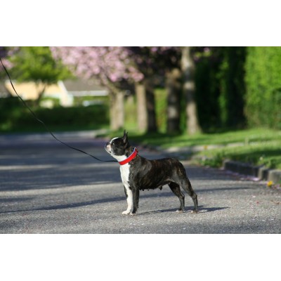 'SMILE AT ME' Hundehalsband Rot/Hellblau, dänisches Design
