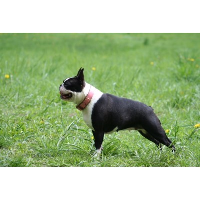 'SMILE AT ME' Hundehalsband Pink/Braun, dänisches Design