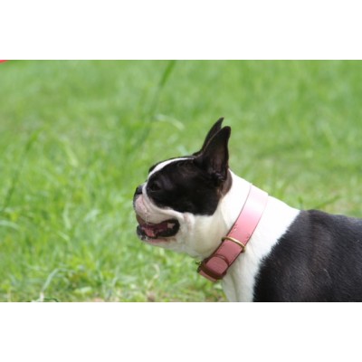 'SMILE AT ME' hundehalsbånd, pink/brun