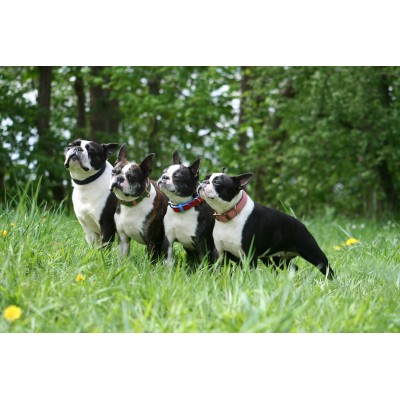 'SMILE AT ME' hundehalsbånd, pink/brun