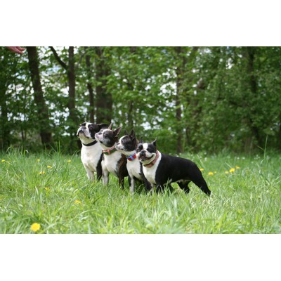 'SMILE AT ME' hundehalsbånd, pink/brun