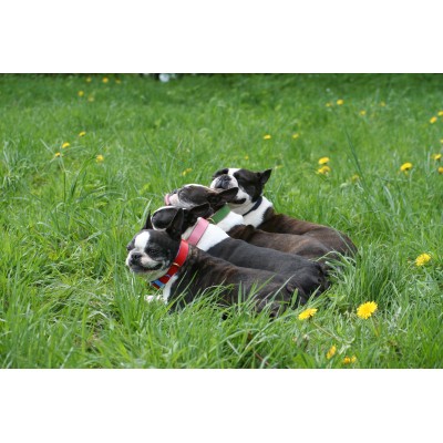 'SMILE AT ME' dog collar red/lightblue, danish design