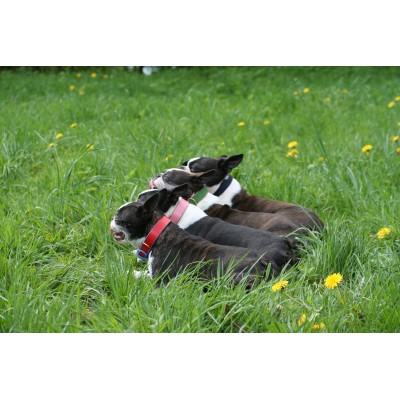 'SMILE AT ME' Hundehalsband Rot/Hellblau, dänisches Design