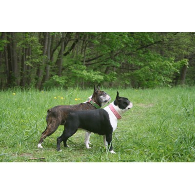 'SMILE AT ME' hundehalsbånd, grøn/pink