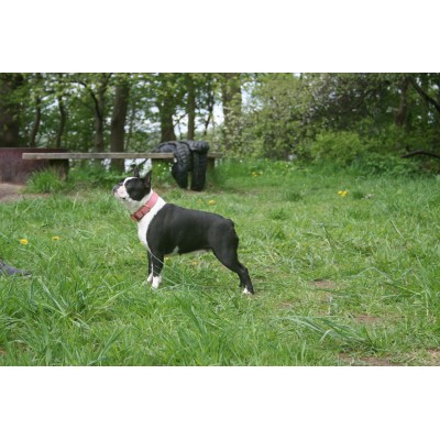 'SMILE AT ME' Hundehalsband Pink/Braun, dänisches Design