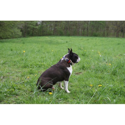 'SMILE AT ME' Hundehalsband Dunkelblau/Rot, dänisches Design