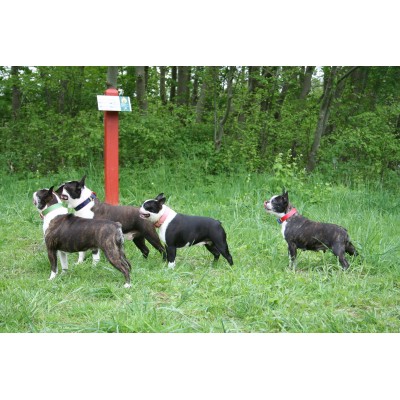 'SMILE AT ME' Hundehalsband Rot/Hellblau, dänisches Design