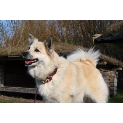 MAXIFLET hundehalsbånd, cognac/lyserød