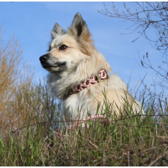 MAXIFLET hundehalsbånd,...