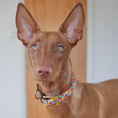 MINIFLET hundehalsbånd, regnbue