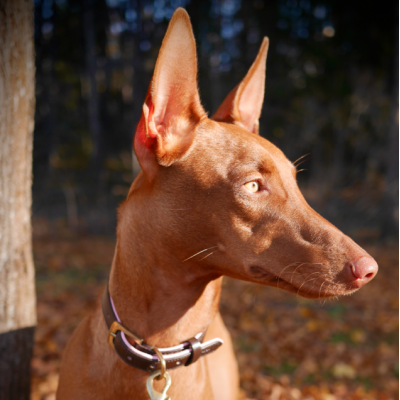 Citywalk Hundehalsband Cognac/Rosa, dänisches Design