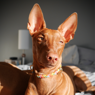 Maxiflet dog collar rainbow, danish design