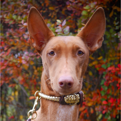 Maxiflet Hundehalsband Gold, dänisches Design