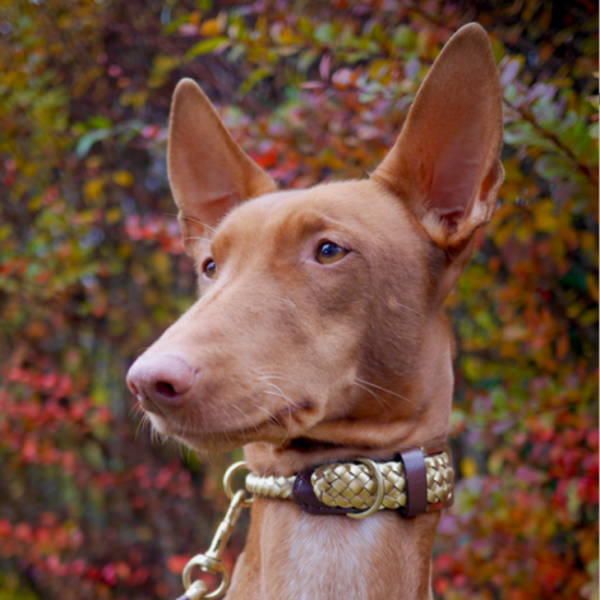 MAXIFLET hundehalsbånd, guld