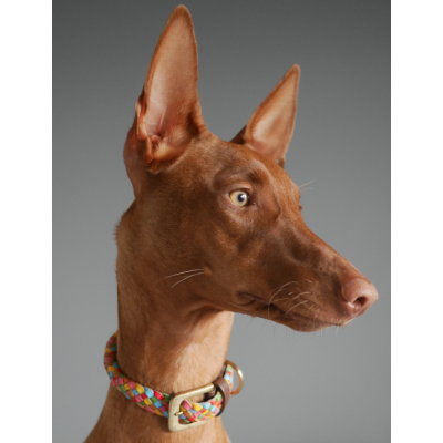 Maxiflet dog collar rainbow, danish design