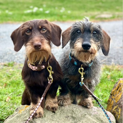 Miniflet Hundehalsband Rosa, dänisches Design