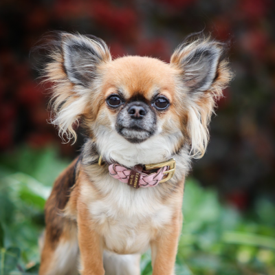 Miniflet Hundehalsband Rosa, dänisches Design