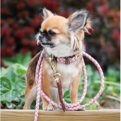 Miniflet, Rosa Hundeleine
