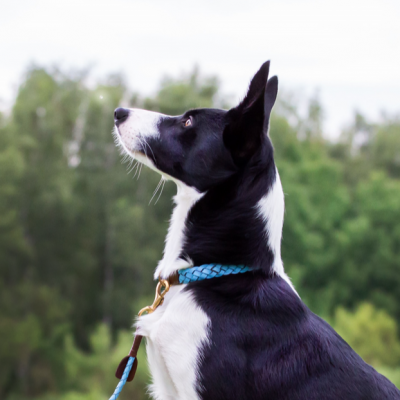 MINIFLET hundehalsbånd, lyseblå