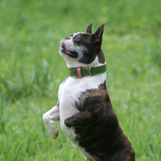 'SMILE AT ME' Hundehalsband...