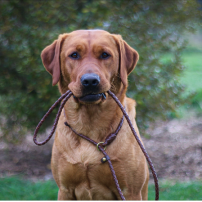 MG Retriever-leash in cognac, danish design