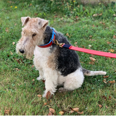 'SMILE AT ME' Hundehalsband Rot/Hellblau, dänisches Design