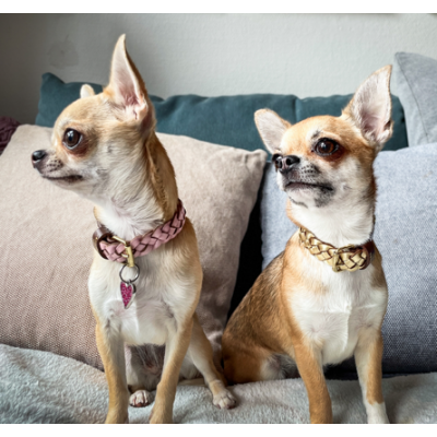 MINIFLET hundehalsbånd, guld