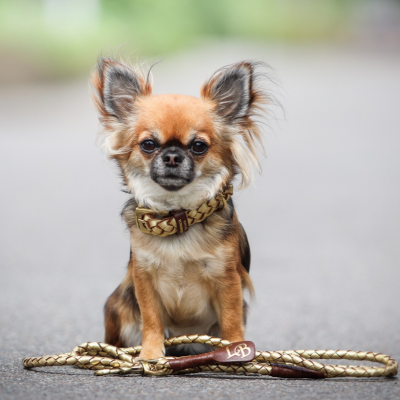 Miniflet Hundehalsband Gold, dänisches Design