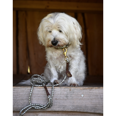 Miniflet, silver dog leash