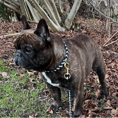 Miniflet dog collar black/silver, danish design