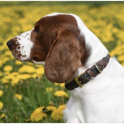 Maxiflet Hundehalsband Cognac/Darkgreen, dänisches Design