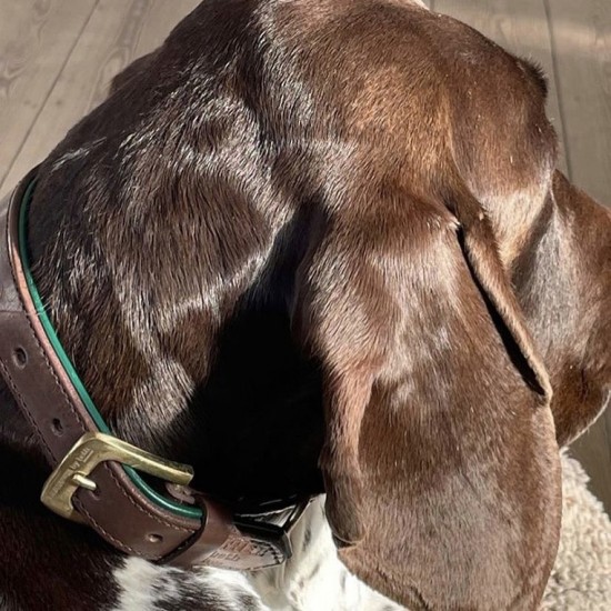 Citywalk dog collar...