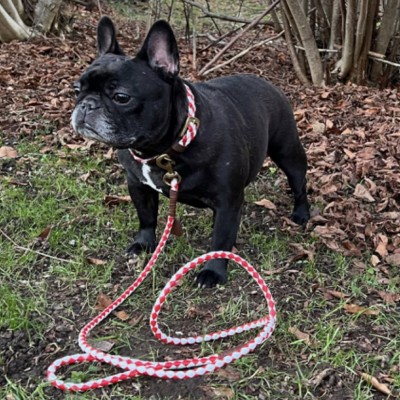 Miniflet, red/white dog leash