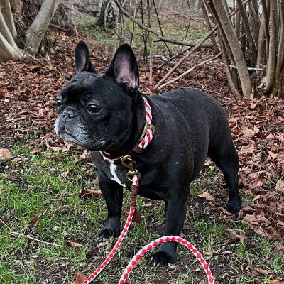 Miniflet Hundehalsband Rot/Weiß, dänisches Design