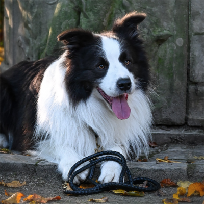 Maxiflet, black dog leash