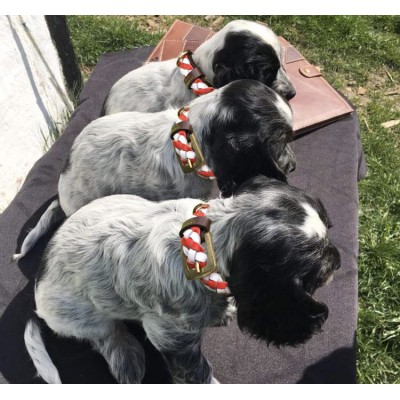 MINIFLET hundehalsbånd, rød/hvid