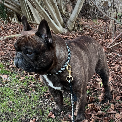 Miniflet, black/silver dog leash