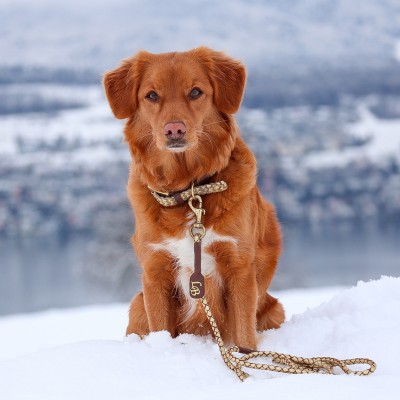 Miniflet, gold dog leash